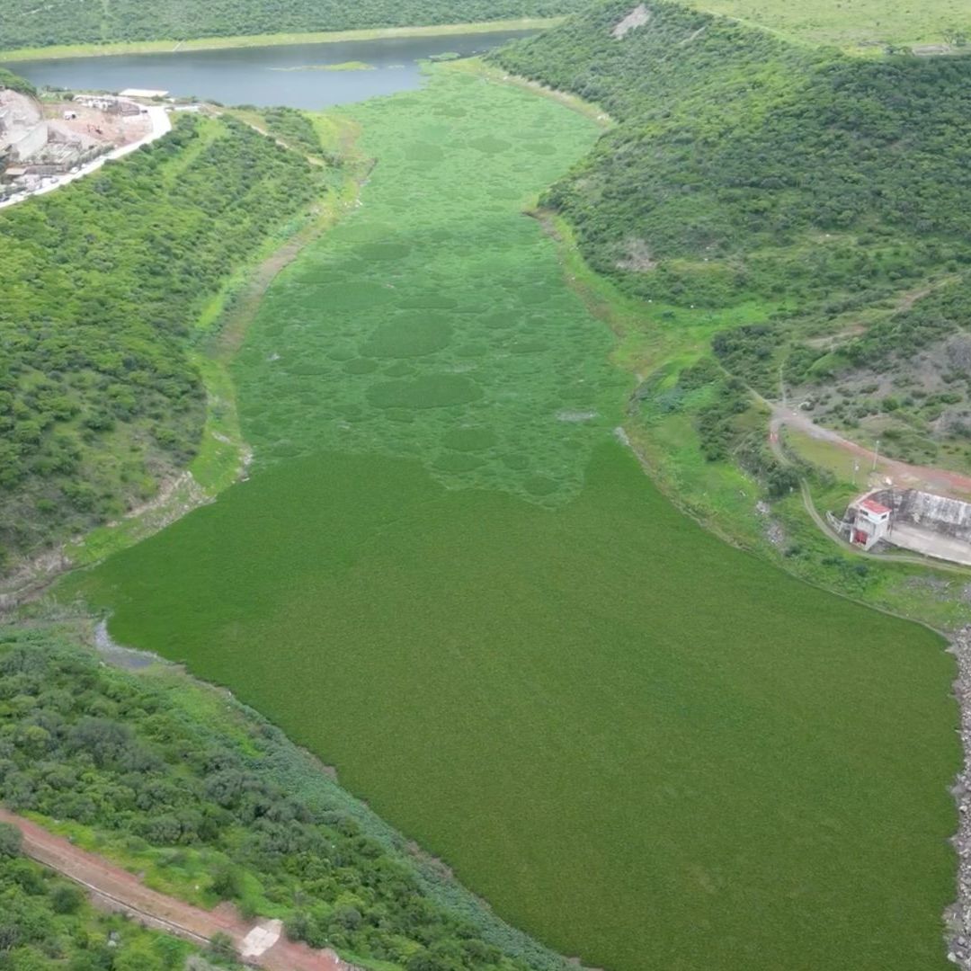 Peces Muertos y Lirio Cubren la Presa El Batán